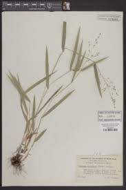 Image result for Panicum madipirense