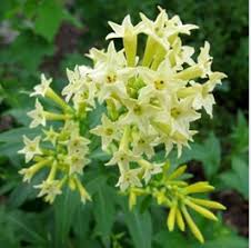 Image result for Cestrum