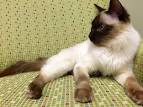 Are Balinese Cats hypoallergenic? Tips for Families with ...