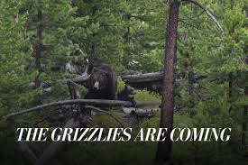 Grizzly bear population rebounds, spreads in the west