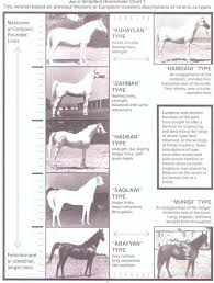 Arabian Types Strains Warmblood Horses Horses Beautiful