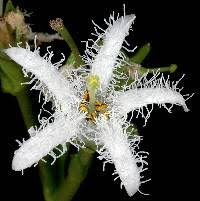 Image result for Menyanthaceae