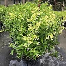 Image result for Cestrum nocturnum