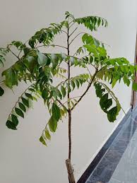 Image result for Clausena anisata