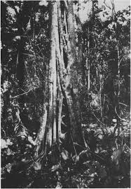 Image result for Campylostemon angolense