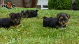 With the parent breeds' completely different temperaments. York Chon Puppies Youtube