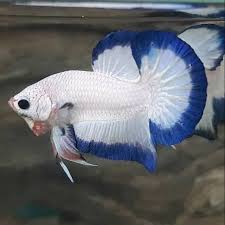 Jual Ikan Cupang Marble Blue Rim Jantan Clean Body Jakarta Selatan Dewi Bettafish Tokopedia Blue rim adalah ikan cupang thailand yang memiliki warna dasar putih atau juga krem dan berwarna biru di bagian tepi atau seluruh siripnya. ikan cupang marble blue rim jantan clean body