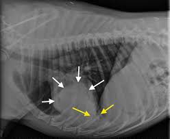 When it comes to diagnosing cancer in dogs, there are a number of ways to go about this. Image Gallery Primary Metastatic Tumors Part 1 Clinician S Brief