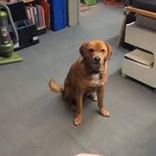 29 incredibly brave and important first world rebels おもしろビデオ おかしな動物 犬の動画