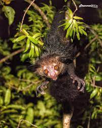 Shannon Wild On Instagram Aye Ayes Can Be Found Only On The Island Of Madagascar These Rare Animals May Not Look Like Primates Rare Animals Aye Aye Primates