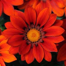 Image result for foto Gazánie