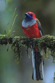 Small Birds With White Heads Whitehead S Trogon U6c9107 Beautiful Birds Birds Nature