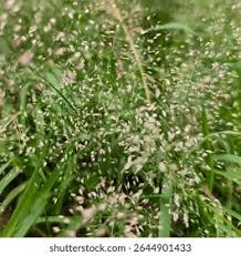 Image result for Eragrostis unioloides