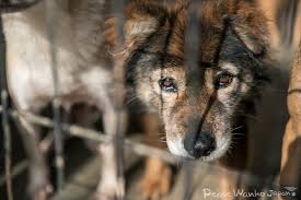 動物虐待をする人の心理とは？動物への影響や守るためにできること - ピースワンコ・ジャパン