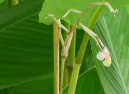 Image result for Marantochloa purpurea