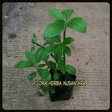 Maybe you would like to learn more about one of these? 6 Manfaat Dan Khasiat Daun Afrika Bukareview