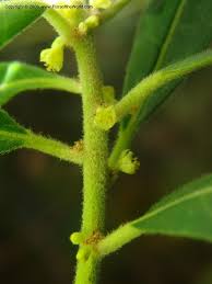Image result for Clutia angustifolia