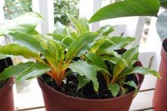 Image result for Chlorophytum stenopetalum