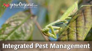 Integrated pest management, or ipm is a green approach to pest control. What Is Integrated Pest Management Ipm And How To Use It In Your Garden Youtube