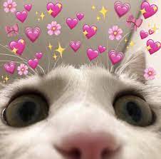The Moon Is My Wife Cute Love Memes Cute Animal Memes Cute Memes