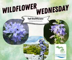 Image result for Microcharis annua