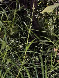 Image result for Scleria adpresso-hirta