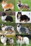 Shetland Sheepdog Dog Breed Information and Pictures