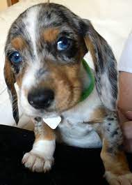 Check spelling or type a new query. Double Dapple Dachshund With Blue Eyes Otto X Dapple Dachshund Dachshund Breed Puppies