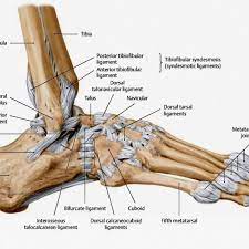 This nerve runs from slightly below the knee to the lateral aspect of the foot. The Ligament Configuration Of The Foot Lateral View Picture Download Scientific Diagram