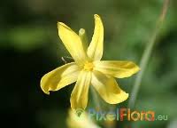 Image result for Moraea elliotii