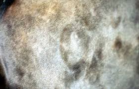 Image result for Wheal