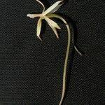 Image result for Aerangis collum-cygni