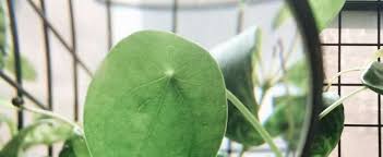 Pilea peperomioides care is very easy and prices on these plants have come down dramatically! Pilea Species Chinese Money Plant Missionary Plant Pancake Plant Ufo Plant Pilea Peperomioides