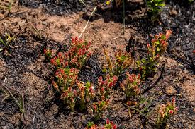 Image result for Basananthe sandersonii