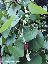 Image result for Aristolochia heppii