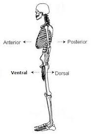 Image Result For Dorsal Vs Ventral Anatomy Human Anatomy And Physiology Muscle Anatomy