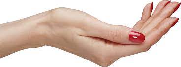 Download Palm Hands Png Hand Image Png Image Pngimg Telapak Tangan Png Tangan