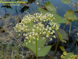 Image result for Secamone filiformis