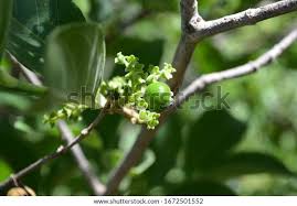 Image result for Vangueria infausta