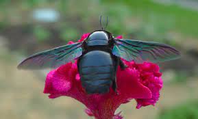 Carpenter bees are large bees with fuzzy heads and large, black abdomens. Pin On Places To Visit