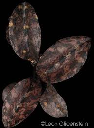 Image result for Oeceoclades