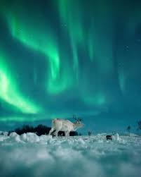 Even Tryggstrand On Instagram Chasing Lights With Rudolph Lights Tromso Chasing Lights
