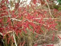 Image result for Hymenocardia