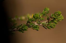 Image result for Cliffortia