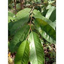 We did not find results for: Terbaik Daun Durian Kadu Segar 150 Gram Shopee Indonesia