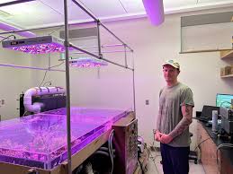 Image result for Marsdenia schimperi