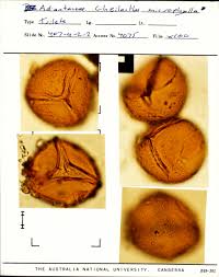 Image result for Sinopteridaceae