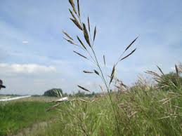 Image result for Bromus  erectus