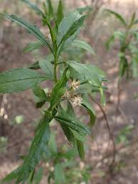 Image result for Psiadia punctulata