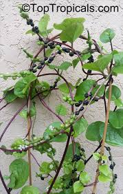 Image result for Basella